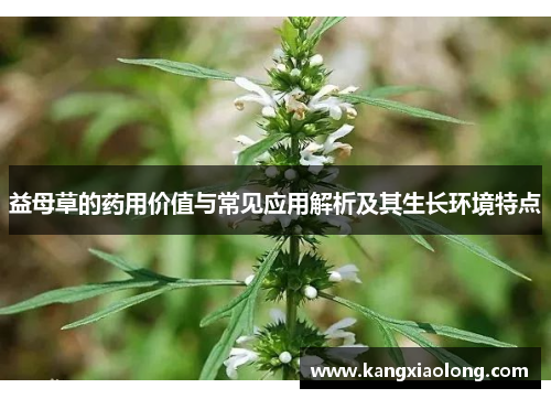 益母草的药用价值与常见应用解析及其生长环境特点